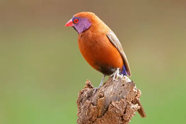 一只色彩艳丽的雄性紫红色的蜡嘴 栖息在树枝上 图库图片