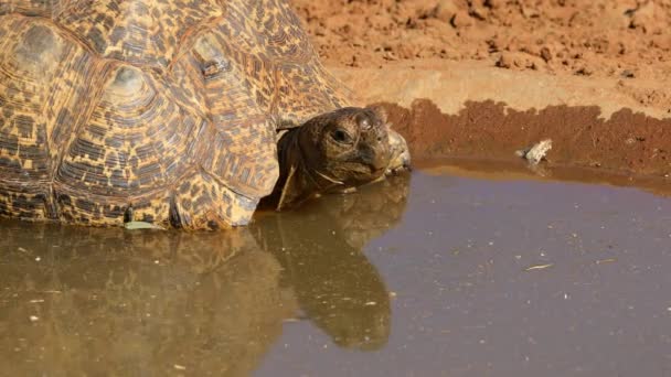 Close Leopard Tortoise Stigmochelys Pardalis Drinking Water South Africa — Stock Video