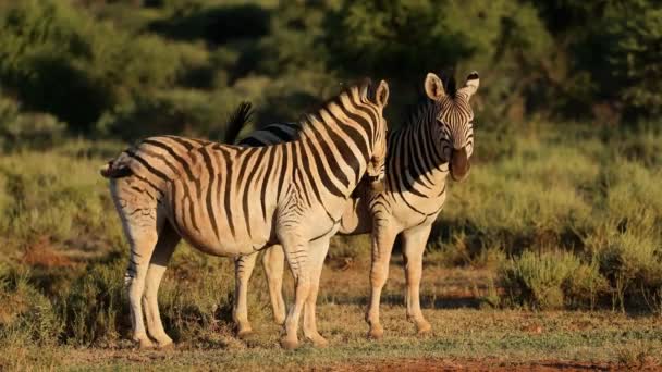 Deux Zèbres Des Plaines Equus Burchelli Dans Habitat Naturel Parc — Video