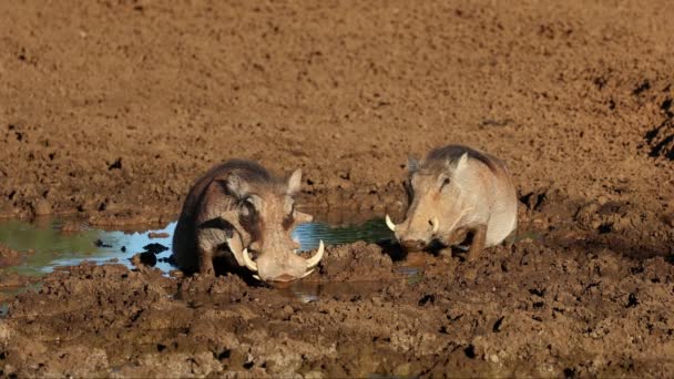 在南非莫卡拉国家公园的一个泥泞的水坑里喝水的两只疣猪 Phacochoerus Africanus — 图库视频影像