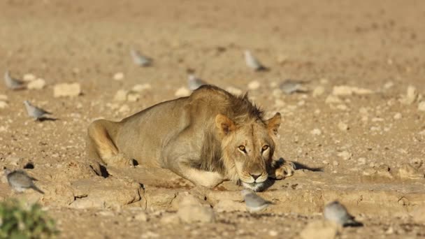 南非卡拉哈里沙漠 一头非洲小狮子 Panthera Leo — 图库视频影像