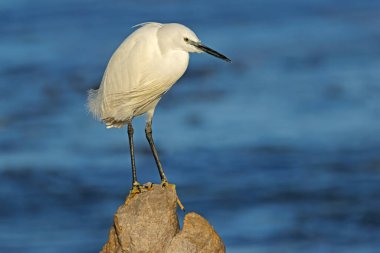 Küçük bir balıkçıl (Egretta garzetta) Güney Afrika 'da bir kayanın üzerine tünemiş.