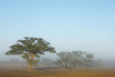 Ağaçların sisli olduğu manzara, Kalahari Çölü, Güney Afrika