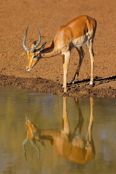 南非莫卡拉国家公园 雄性美洲驼 Aepyceros Melampus 在一个水坑里喝水 — 图库照片