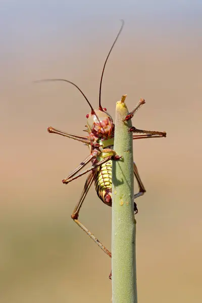 一种非洲装甲地面蟋蟀 Bradyporidae科 产于非洲南部的一种植物上 图库照片