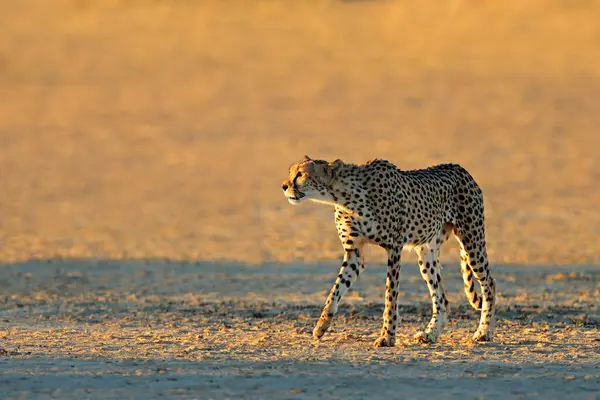 Een Cheetah Acinonyx Jubatus Stalken Natuurlijke Habitat Kalahari Woestijn Zuid Stockfoto
