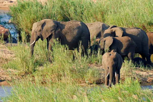 Hjord Afrikanska Elefanter Loxodonta Africana Naturliga Livsmiljöer Kruger National Park Stockbild