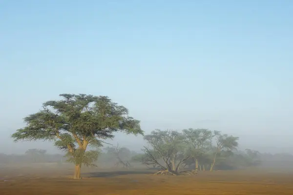 Scenic Landschap Met Bomen Mist Kalahari Woestijn Zuid Afrika Rechtenvrije Stockafbeeldingen