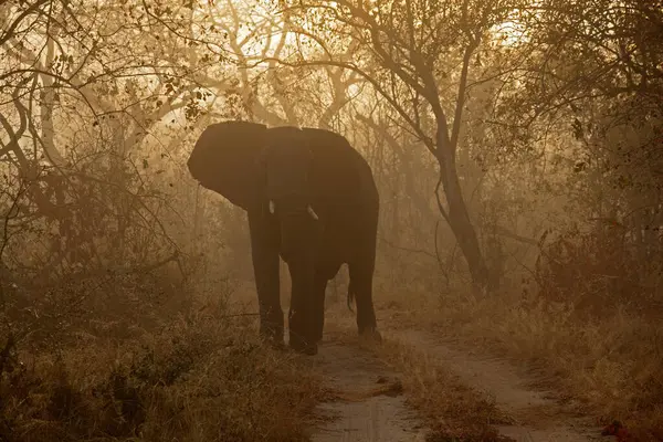 Ein Afrikanischer Elefant Loxodonta Africana Nebel Bei Sonnenaufgang Südafrika Stockbild
