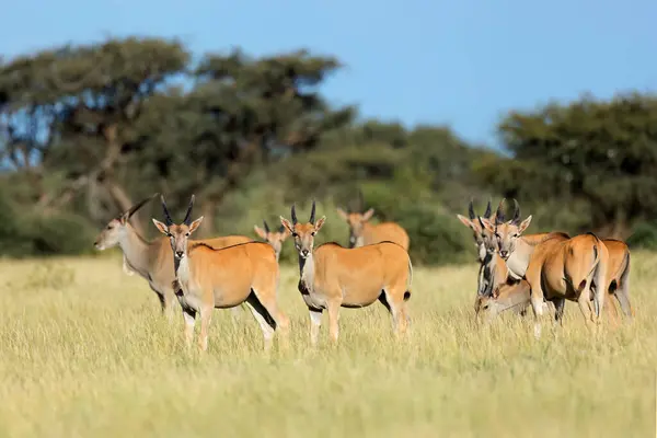 Antílopes Terra Tragelaphus Oryx Habitat Natural Parque Nacional Mokala África Imagens Royalty-Free