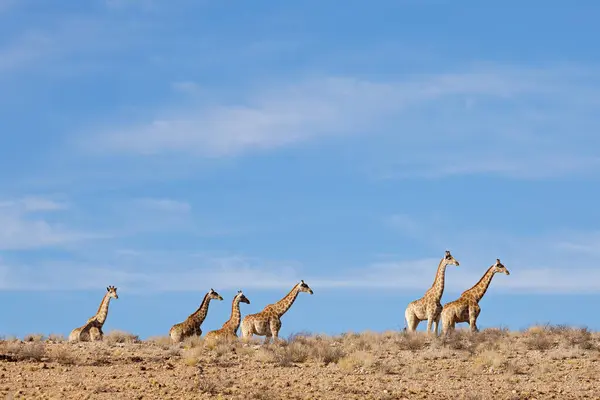Giraffen Giraffa Camelopardalis Wandern Trockener Umgebung Kalahari Wüste Südafrika lizenzfreie Stockfotos