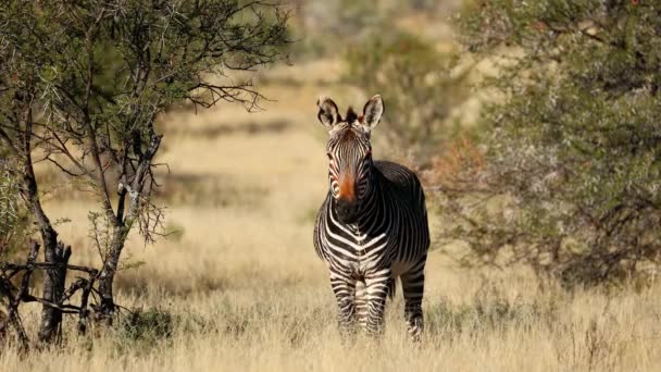 Cape Mountain Zebra Equus Zebra Natural Habitat Mountain Zebra National — Video
