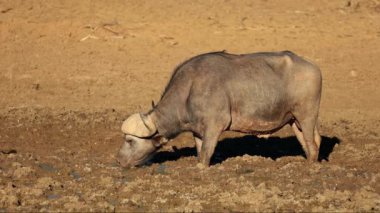 Güney Afrika 'daki Mokala Ulusal Parkı' nda çamurlu bir su birikintisinde bir Bufalo Afrikalı (Syncerus caffer)