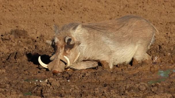 Warthog Phacochoerus Africanus Drinking Muddy Waterhole Mokala National Park South — Stock Video