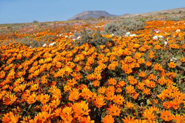 Renkli çiçek açan Namaqualand papatyaları (Dimorphotheca sinuata), Kuzey Burnu, Güney Afrika