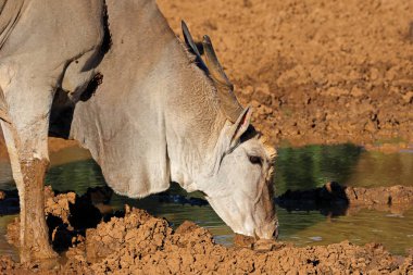 Güney Afrika 'daki Mokala Ulusal Parkı' nda çamurlu bir su birikintisinde içen erkek antilop (Tragelaphus oryx) portresi
