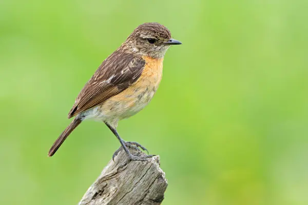 Female African Stonechat Saxicola Torquatus Perched Branch South Africa — Stock Photo, Image
