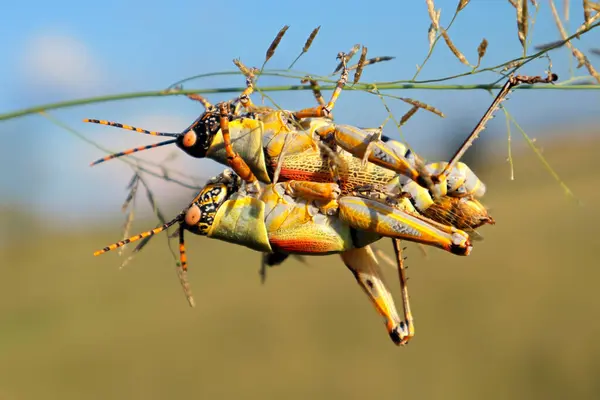 Paarung Eleganter Heuschrecken Zonocerus Elegans Natürlichem Lebensraum Südafrika — Stockfoto