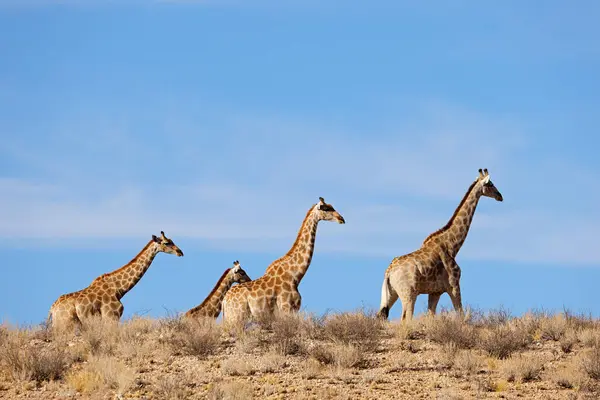 Жирафы Giraffa Camelopardalis Прогулки Засушливой Среде Пустыня Калахари Южная Африка — стоковое фото