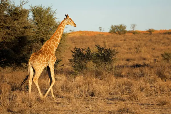 Une Girafe Giraffa Camelopardalis Marchant Dans Habitat Naturel Désert Kalahari — Photo