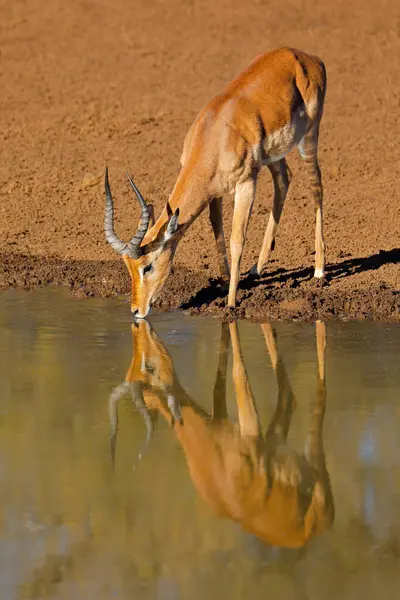 Male Impala Antelope Aepyceros Melampus Drinking Waterhole Mokala National Park — Foto de Stock