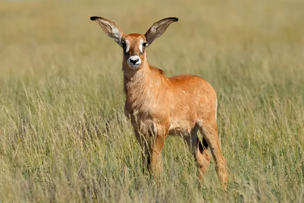Small Roan Antelope Hippotragus Equinus Calf Open Grassland Mokala National — Stock Photo, Image