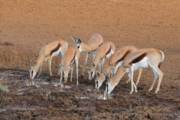 Springbok Antelopes Antidorcas Marsupialis Drinking Waterhole Mokala National Park South — стоковое фото