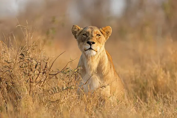 Uma Leoa Alerta Panthera Leo Habitat Natural Kruger National Park Fotografia De Stock