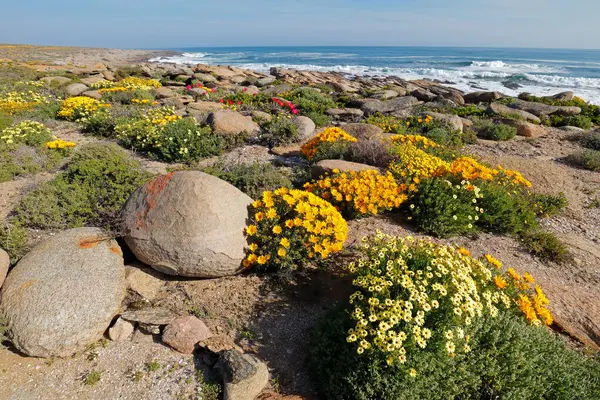Primavera Colorido Florescendo Flores Selvagens Costeiras Namaqualand Northern Cape África Imagem De Stock