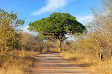 Güzel büyük bir maun ağacı (Afzelia quanzensis), Kruger Ulusal Parkı, Güney Afrika