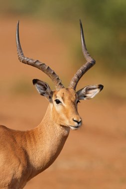 Erkek bir impala antilobunun portresi (Aepyceros melampus), Kruger Ulusal Parkı, Güney Afrika