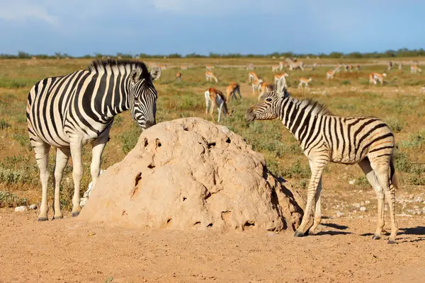 Flachzebras Equus Burchelli Und Springbockantilopen Natürlichem Lebensraum Etosha Nationalpark Namibia — Stockfoto