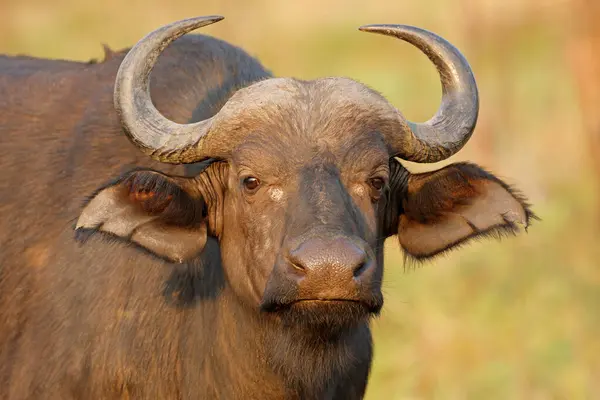 Retrato Búfalo Africano Del Cabo Syncerus Caffer Parque Nacional Kruger Fotos de stock libres de derechos