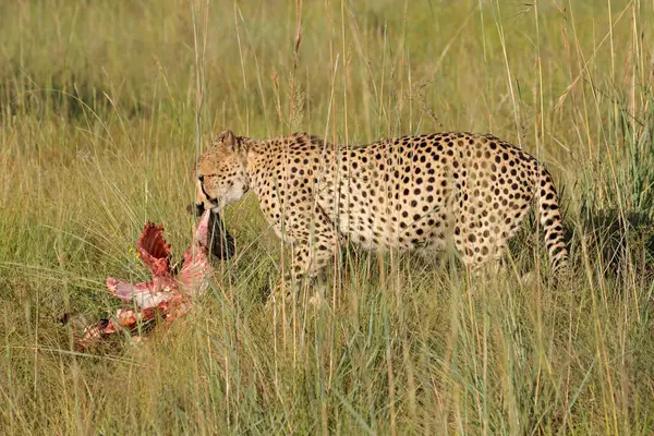 Alert Cheetah Acinonyx Jubatus Natural Habitat Prey South Africa Royalty Free Stock Photos