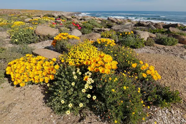 Flores Silvestres Costeras Florecientes Primavera Coloridas Namaqualand Cabo Norte Sudáfrica Imagen de archivo