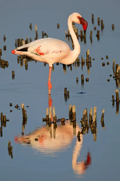 Flamingo Menor Phoenicopterus Minor Águas Rasas África Sul Imagens Royalty-Free