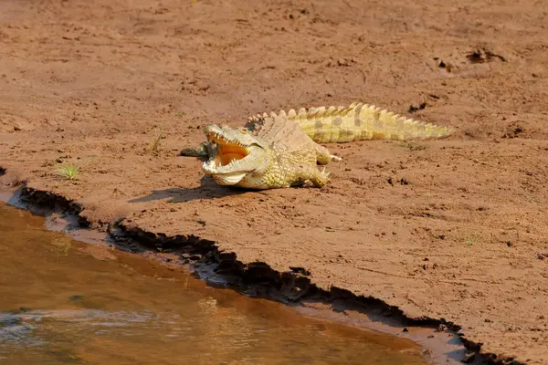 Gran Cocodrilo Del Nilo Crocodylus Niloticus Tomando Sol Hábitat Natural Imágenes de stock libres de derechos