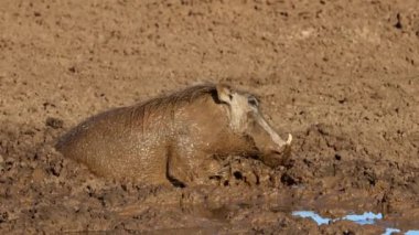 Çamurlu bir su birikintisinde yuvarlanan bir yaban domuzu (Phacochoerus africanus), Mokala Ulusal Parkı, Güney Afrika