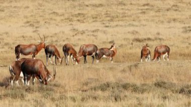 Kutsanmış antilop sürüsü (Damaliscus pygargus) otlakta otluyor, Zebra Dağı Ulusal Parkı, Güney Afrika