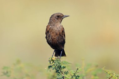 Bir karınca yiyen sohbet (Myrmecocichla formicivora) Güney Afrika 'da bir dala tünemiştir.