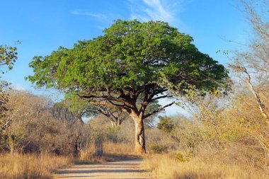 Güzel büyük bir maun ağacı (Afzelia quanzensis), Kruger Ulusal Parkı, Güney Afrika