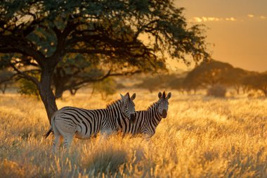 Güneş doğarken çayırlarda zebralar (Equus burchelli), Mokala Ulusal Parkı, Güney Afrika