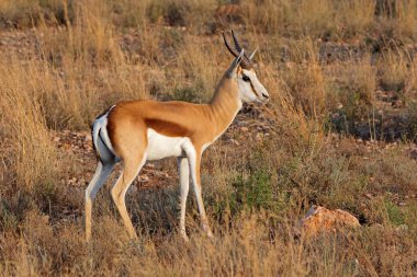 Doğal habitatta bir springbok antidorcas marsupialis (Antidorcas marsupialis), Güney Afrika