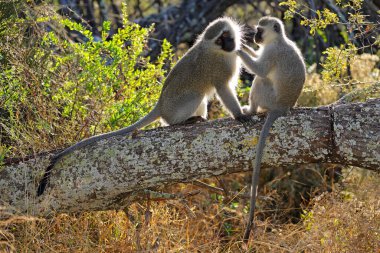 A pair of backlit vervet monkeys (Cercopithecus aethiops) sitting in a tree, South Africa clipart