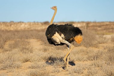 Bir erkek devekuşu (Struth io camelus) doğal habitat, Kalahari Çölü, Güney Afrika 'da yürüyor