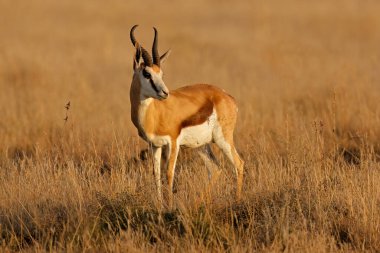 Springbok antilop (Antidorcas marsupialis) geç öğleden sonra ışık, Güney Afrika
