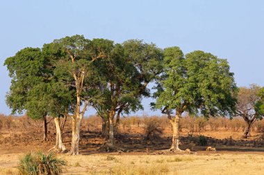 Büyük Afrika çınar ağaçları (Ficus sycomorus), impala antilopları, Kruger Ulusal Parkı, Güney Afrika