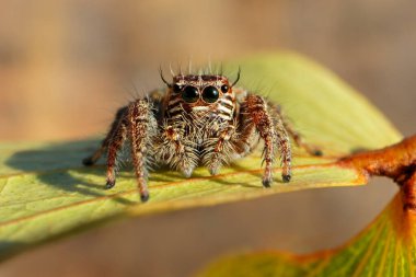 Güney Afrika 'da bir yaprağın üzerinde zıplayan örümcek (Salticidae ailesi)