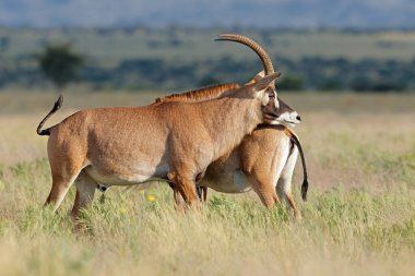 Doğal yaşam alanı Mokala Ulusal Parkı, Güney Afrika 'da iki nadir bulunan roan antilobu (Hippotragus equinus) bulunur.