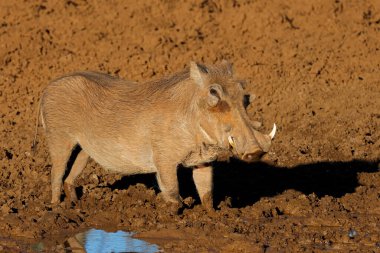 Güney Afrika 'daki Mokala Ulusal Parkı' nda çamurlu bir su birikintisinde bir yaban domuzu (Phacochoerus africanus)